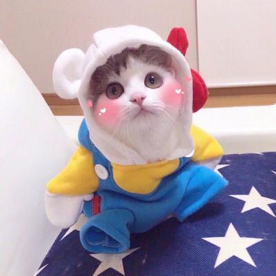 小猫可爱头像 8