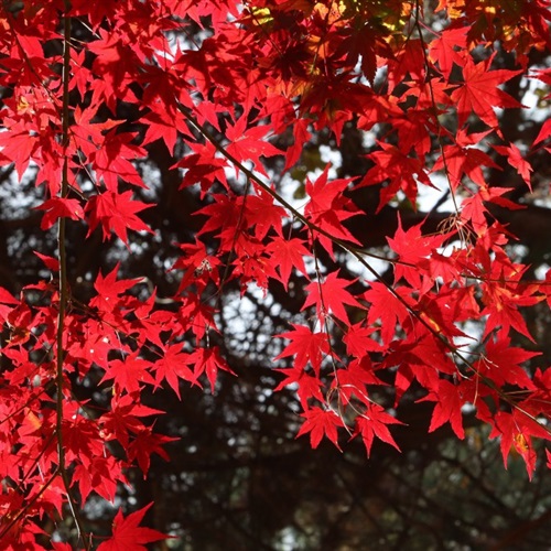 微信头像加红旗图标 2