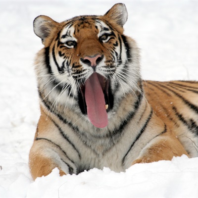 小老虎图片可爱头像 4