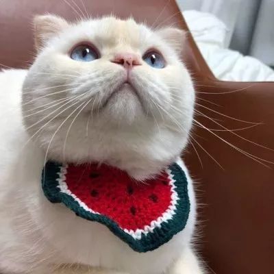 猫咪头像图片微信头像 1