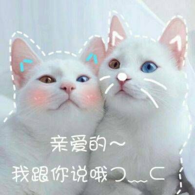 2023年最火微信动物头像 5