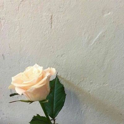 微信头像图片小清新高清花朵 1