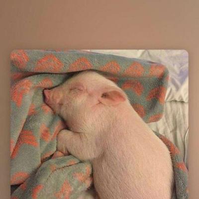 小猪微信头像图片大全可爱 6