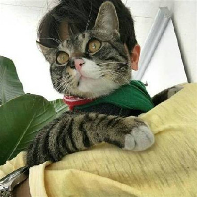猫咪头像男生用 1