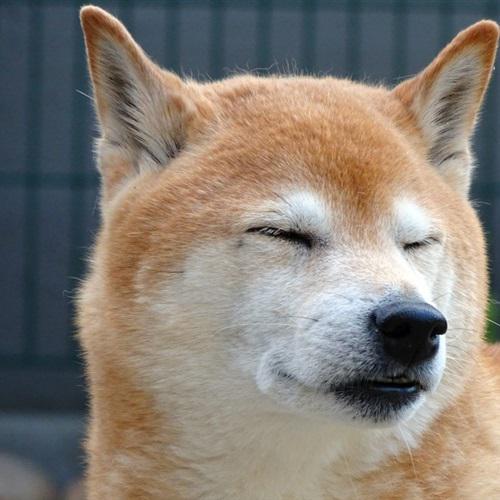 耀扬头像秋田犬 9
