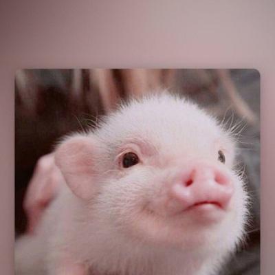 小猪微信头像图片大全可爱