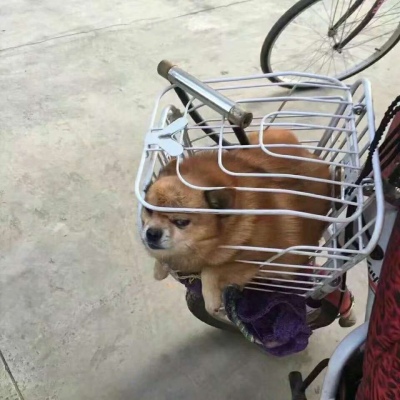 头像狗狗搞怪