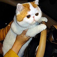 猫猫头像大全可爱 9
