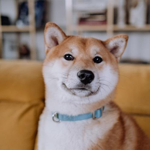 耀扬头像秋田犬 5