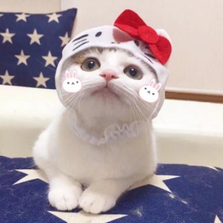 沙雕头像智障狗 5