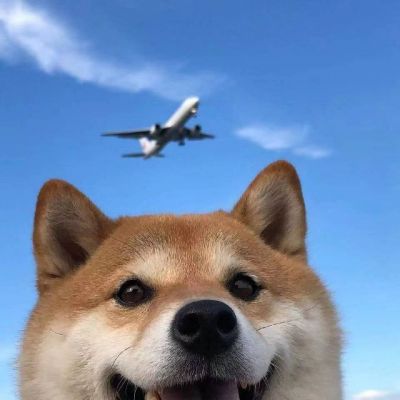 柴犬可爱头像 7
