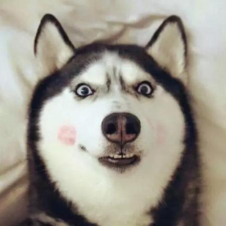 狗的沙雕头像图片 4