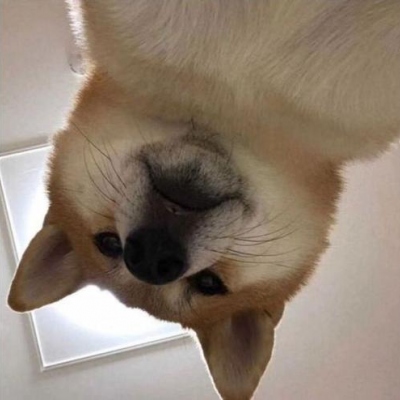 头像狗狗搞怪 4