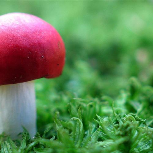 微信头像植物大战僵尸 7