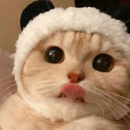 猫咪头像图片微信头像 2