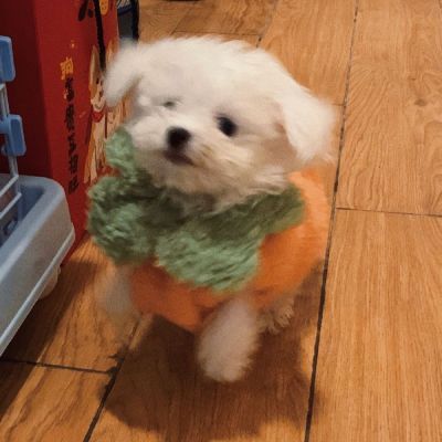 可爱小狗狗头像