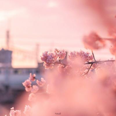 属兔好运吉利微信头像图片 6