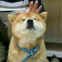 刘耀文同款头像柴犬 4