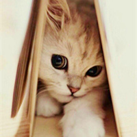 猫猫头像大全可爱 6