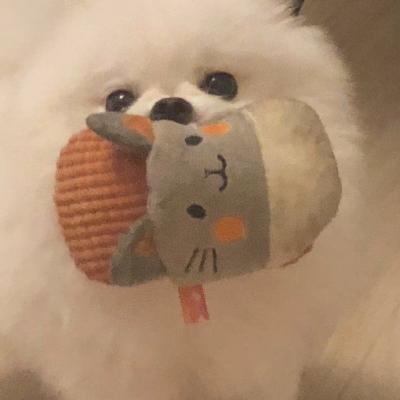耀扬头像小狗 5