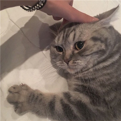 猫猫可爱头像 6