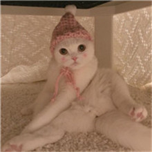 猫和老鼠搞笑头像 1