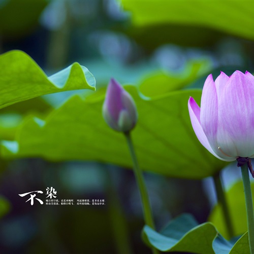 微信头像绿植物图片 4