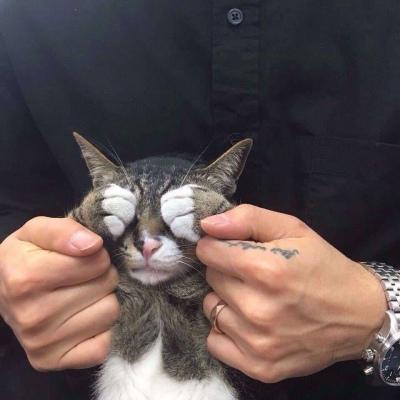 猫咪头像图片微信头像 7
