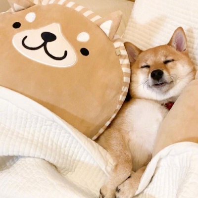 狗头头像柴犬
