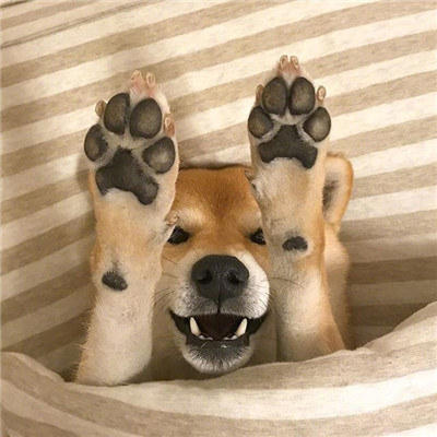 狗头头像柴犬