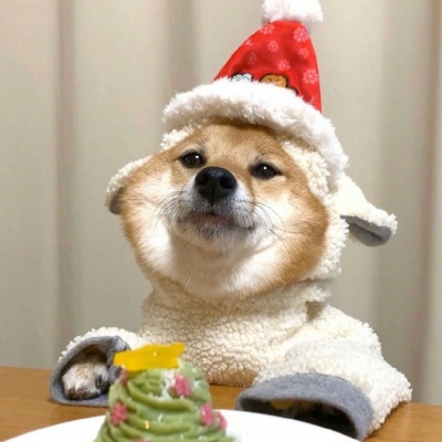 柴犬可爱头像