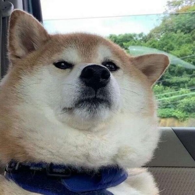 沙雕的头像动物的 5
