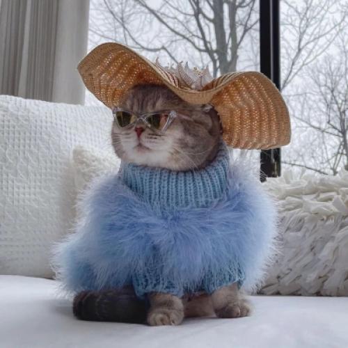 汤姆猫正常经典头像