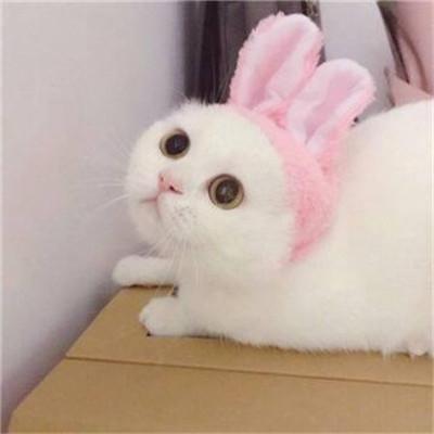 小猪猪图片头像可爱