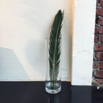 微信头像植物2023年最新版图片 2