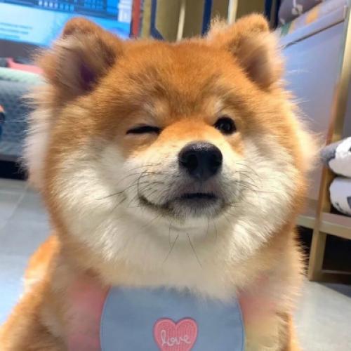 柴犬可爱头像