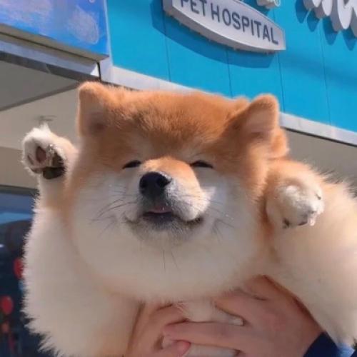 柴犬可爱头像 6