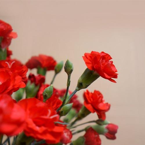 花朵头像微信中年人 1