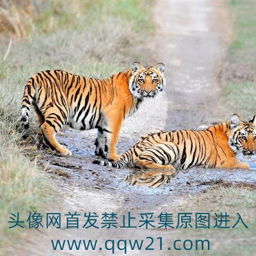 可爱老虎头像 4