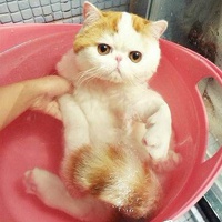 猫咪卡通头像 10