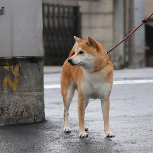 耀扬头像秋田犬