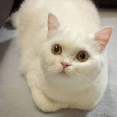 高清可爱派大星头像 2