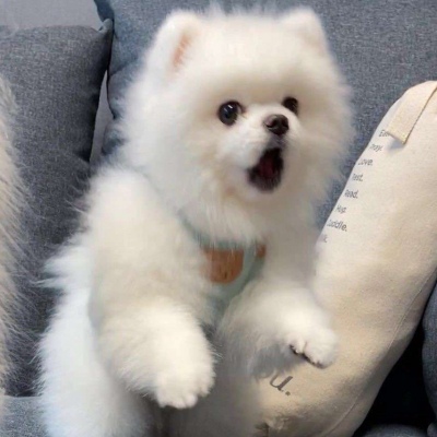 夏目友人帐猫咪头像 6