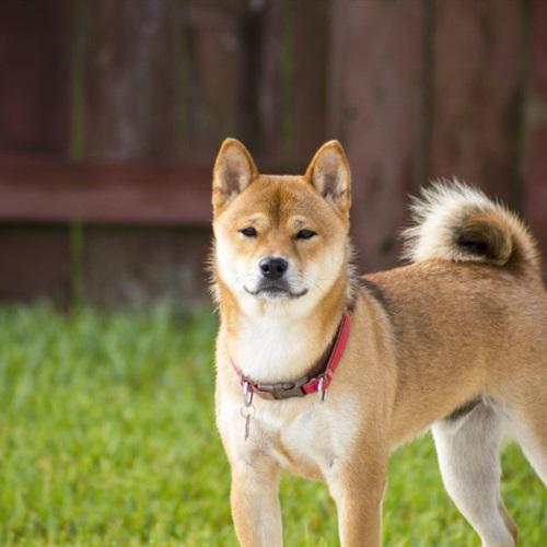 耀扬头像秋田犬 6