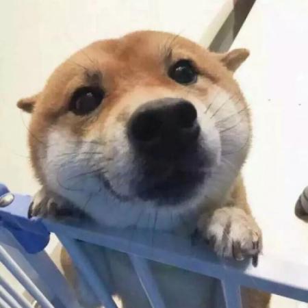 沙雕狗子的图片头像 5