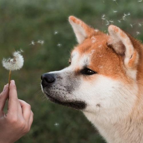 耀扬头像秋田犬 4