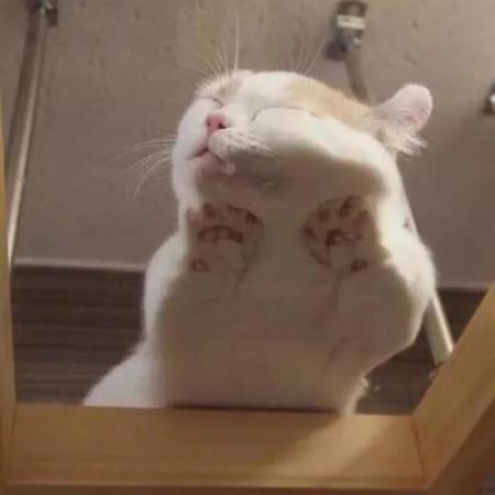 沙雕可爱头像猫咪