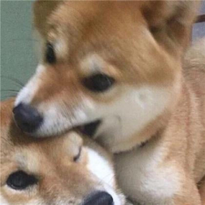 小猪佩奇骂人头像 7