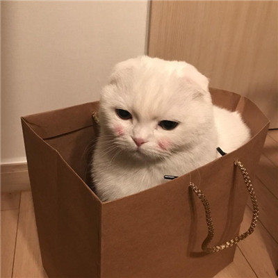 可爱的小猫咪头像