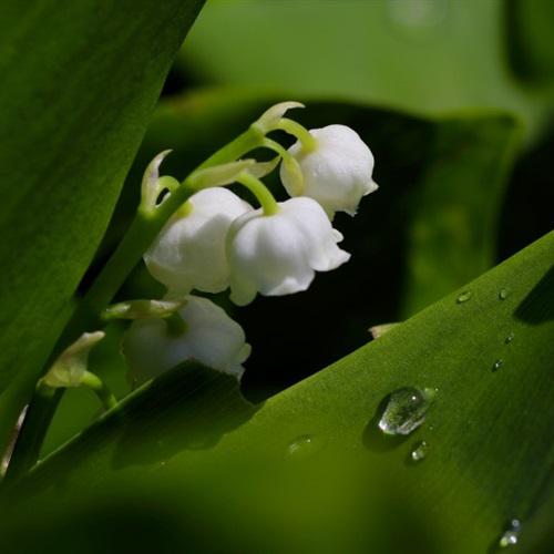 属鸡微信头像吉星植物 2